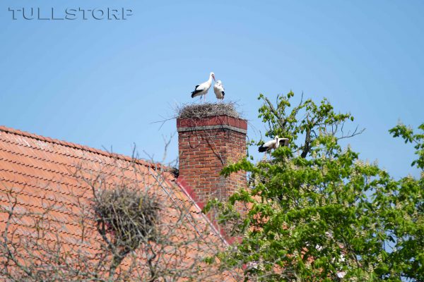 The storks live at Flyinge